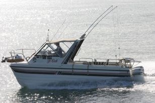 Devil Cat with T-cat Charters