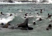 Sightseeing at Seal Rocks