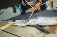 Mako Shark caught off-shore